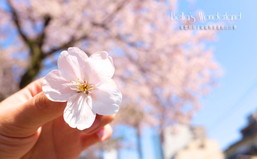 【日本 金澤景點】必去的五大賞櫻景點，快速瞭解金澤櫻花季怎麼玩！